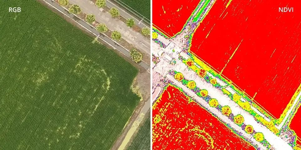 Visualización NDVI Phantom 4 Multiespectral